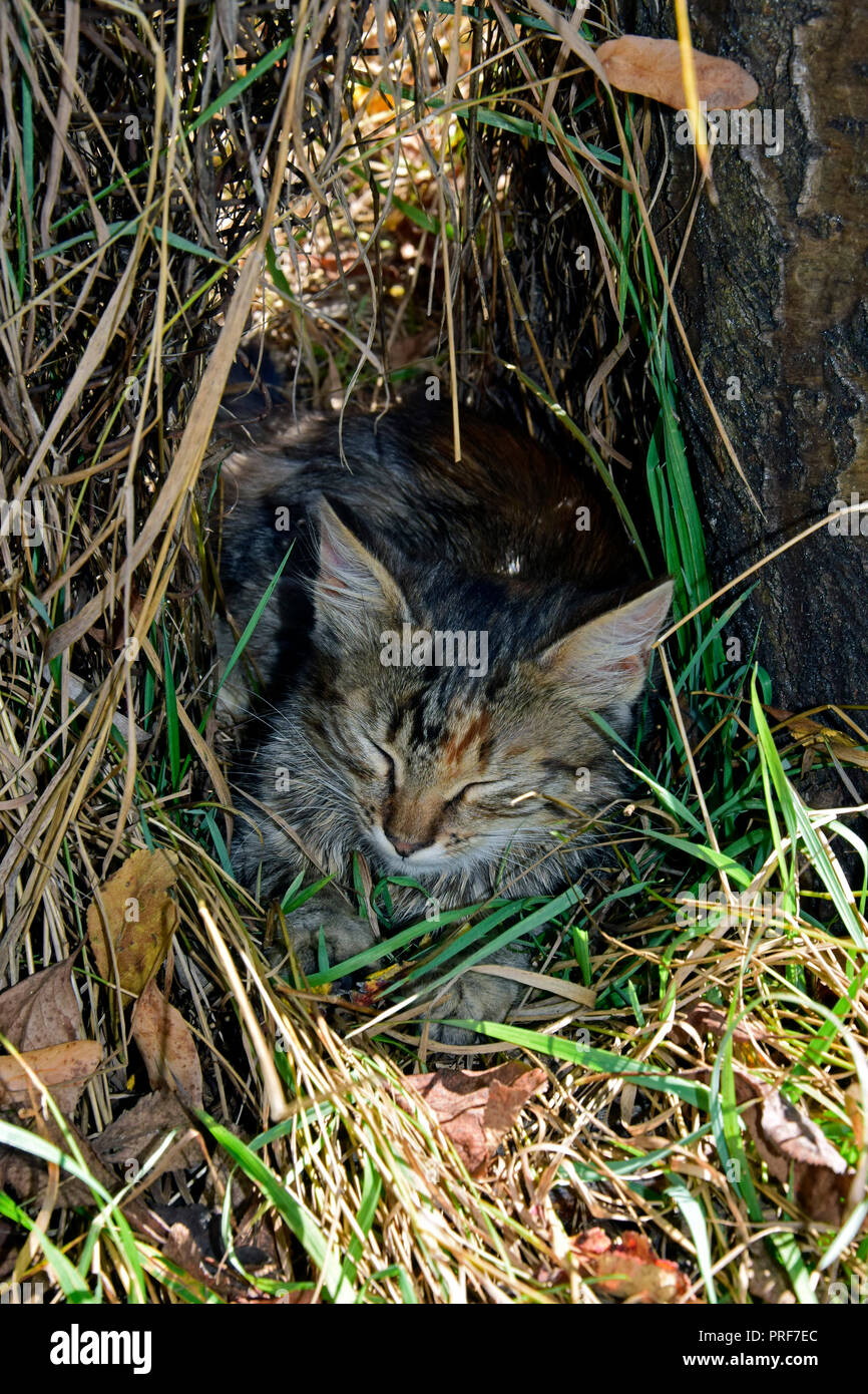 Un chaton tigré gris moelleux une sieste à l'ombre à la base d'un tronc d'arbre entre l'herbe desséchée et les mauvaises herbes et les feuilles sèches Banque D'Images