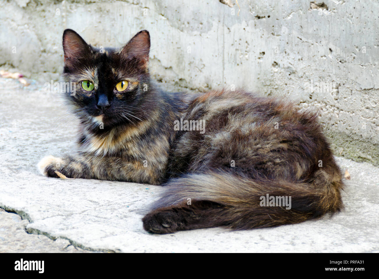 Les Sans Abri Chat Noir Rouge Avec Des Yeux De Couleurs Differentes Portrait De Double Couleur Cat Allonge Sur L Exterieur Photo Stock Alamy