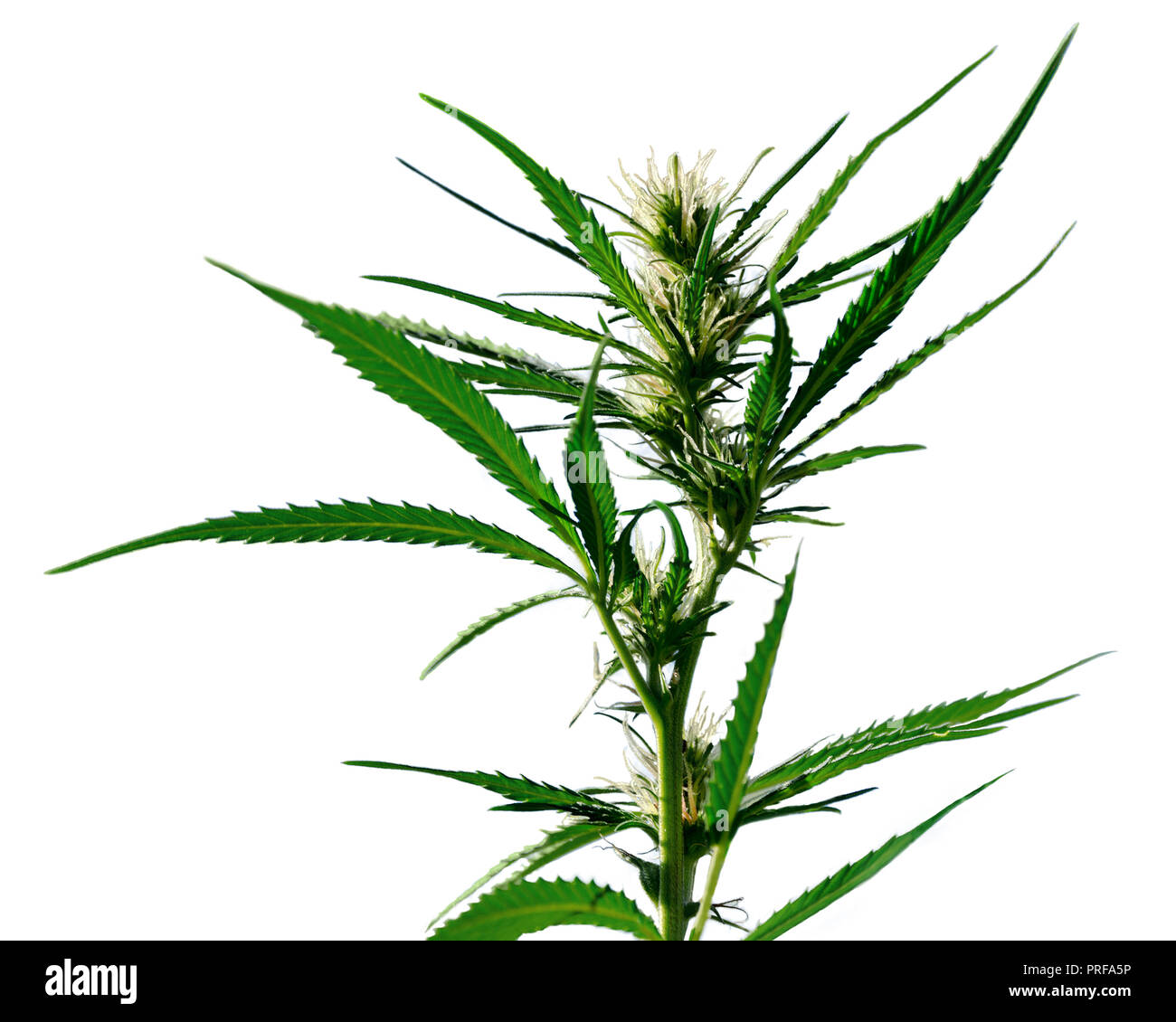 Plante de chanvre sur fond blanc. Bush de la marijuana avec fleurs isolé sur fond blanc. Banque D'Images