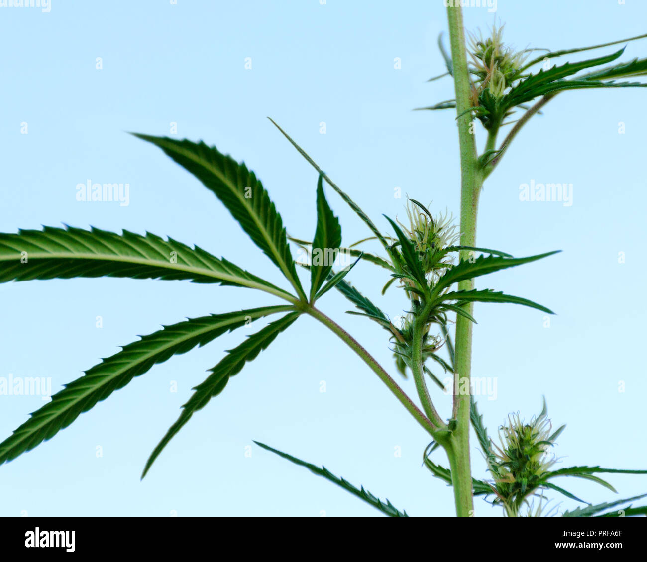 Vue latérale d'un buisson de la marijuana avec des fleurs, sur fond de ciel bleu. Plante de cannabis pour traiter les patients et des médicaments contre la douleur. Le chanvre pousse à l'état sauvage en été. Banque D'Images