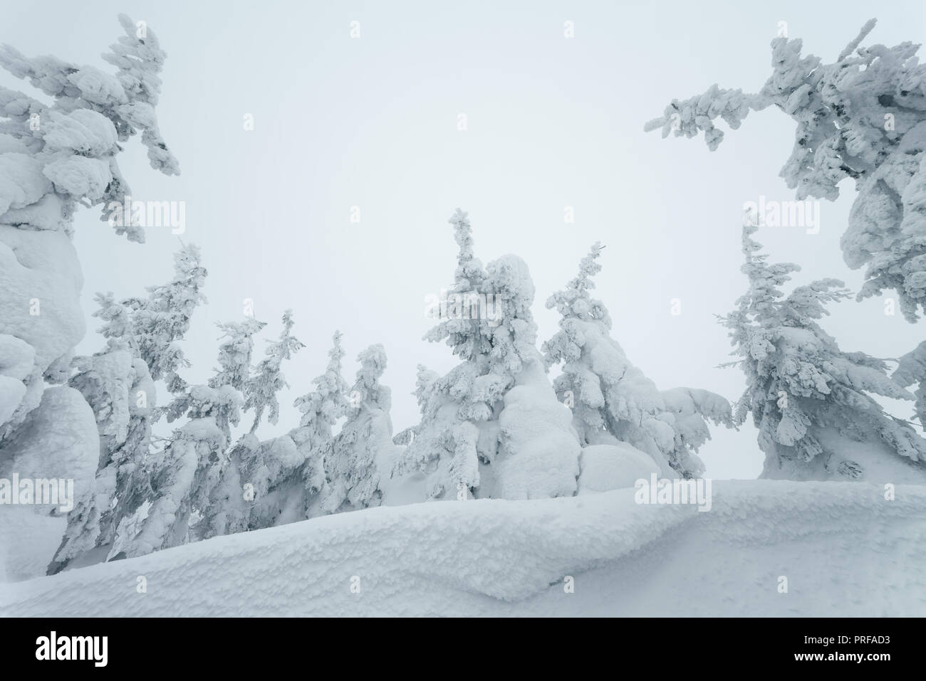 Forêt d'hiver. Sapins dans la neige. Belle Neige. Vue de Noël Banque D'Images