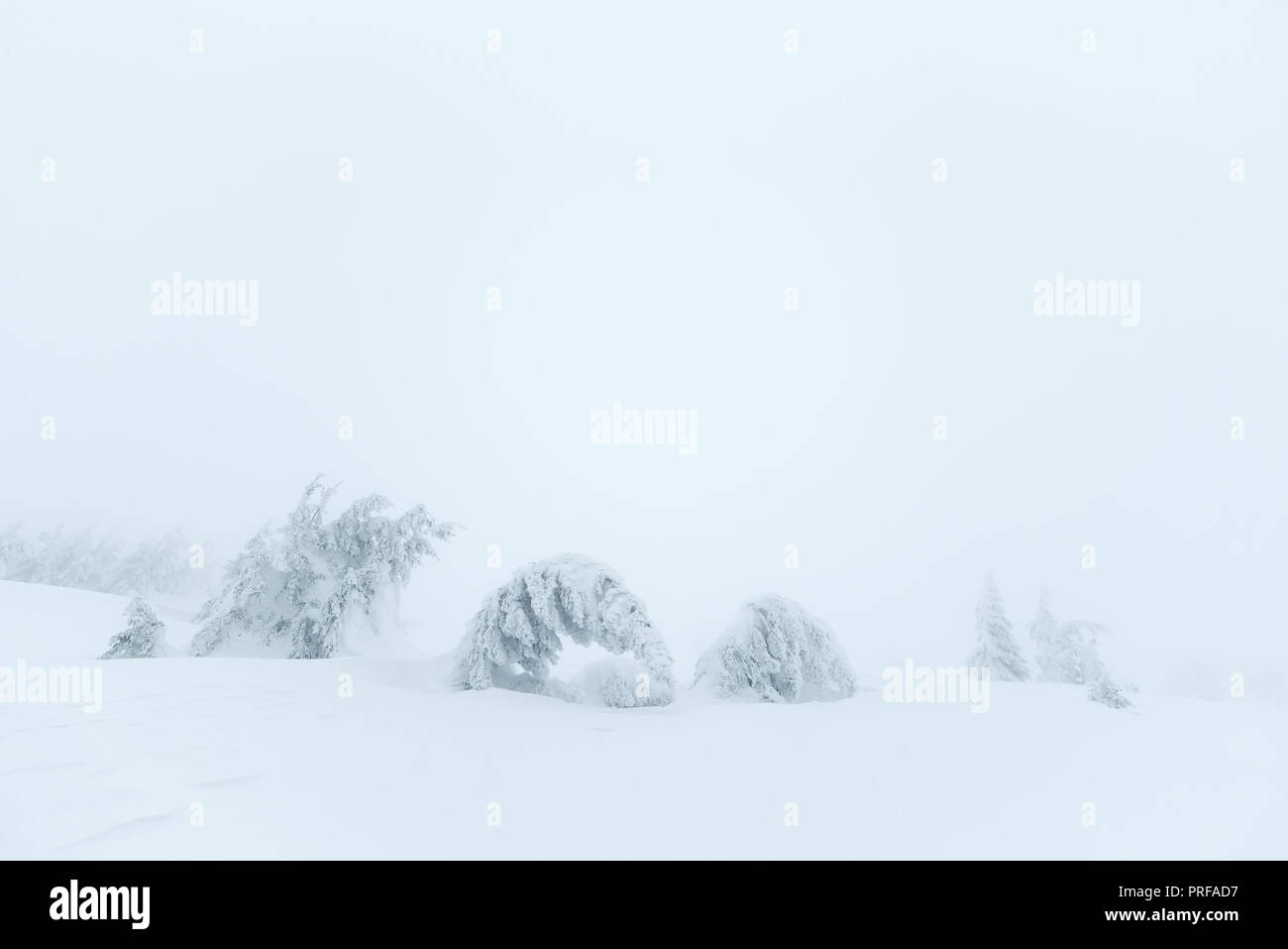 Paysage d'hiver. Sapins dans la neige. Jour nuageux en montagne. Carpates, l'Ukraine, l'Europe Banque D'Images