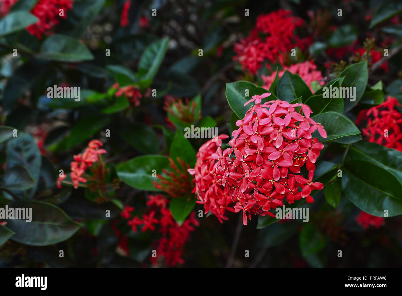 Ixora rouge fleur qui s'épanouit dans le jardin. Forme de coeur. Pointe rouge fleur. Le roi Ixora Ixora chinensis (en fleurs). Rubiaceae fleur. Ixora coccinea fleur Banque D'Images