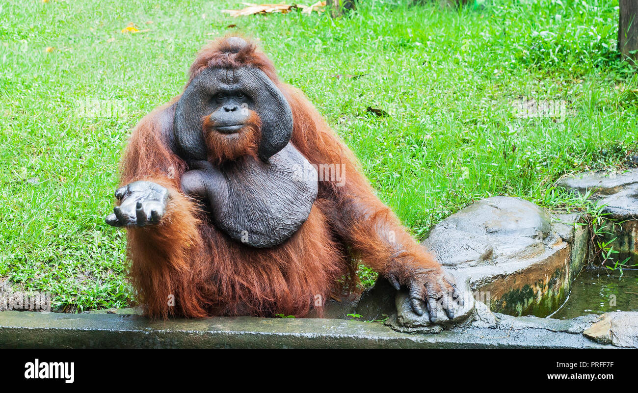 Funny grand orang  outan  de Sumatra brun en attente de l 