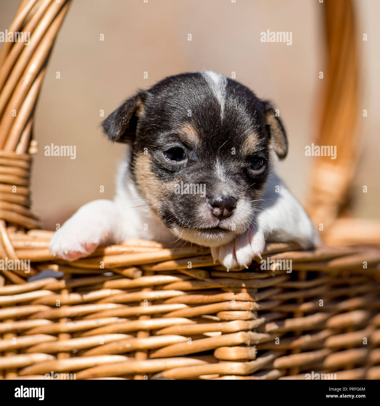 Chiot Jack Russell Banque D'Images