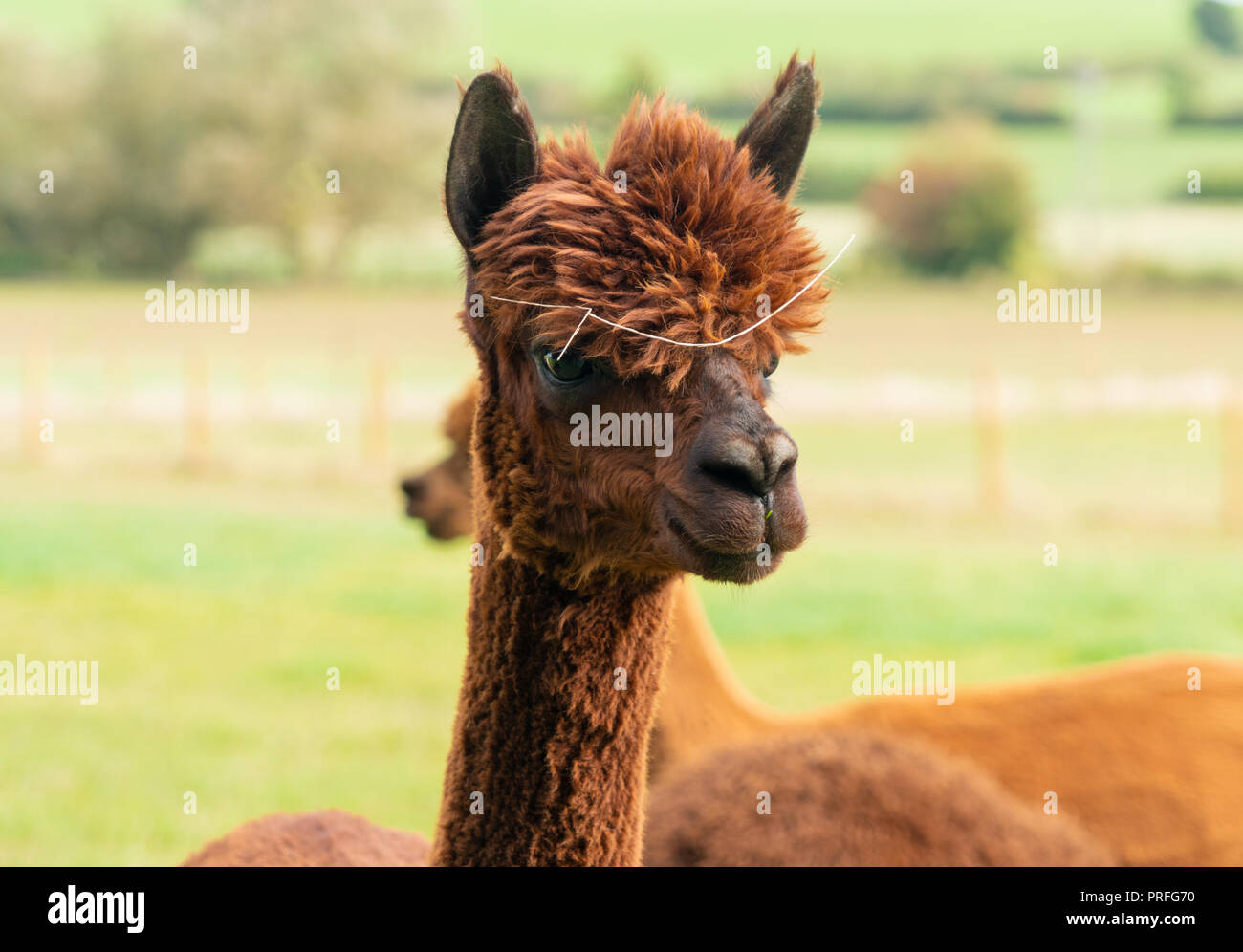 Close up of brown alpaca Banque D'Images