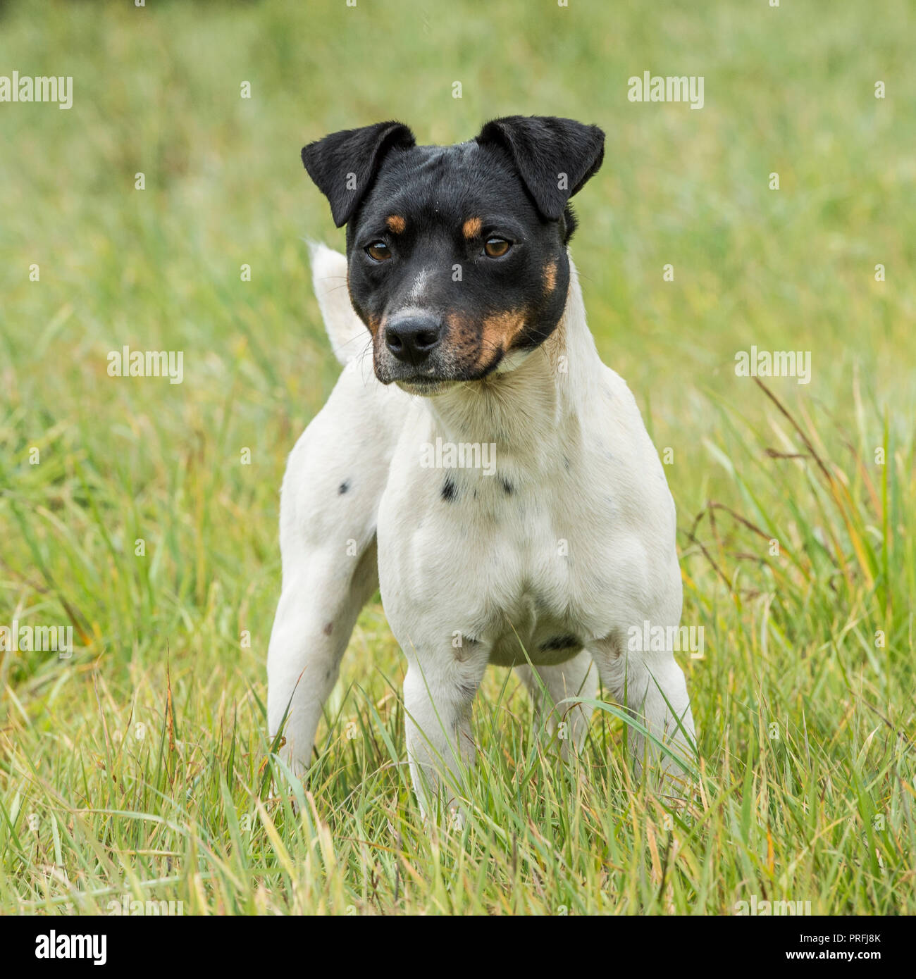 Chien Jack Russell Banque D'Images
