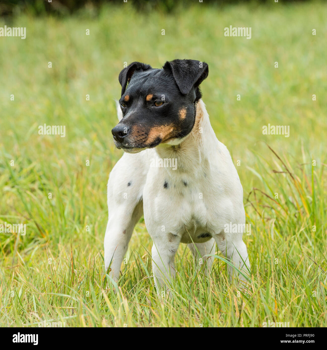 Chien Jack Russell Banque D'Images