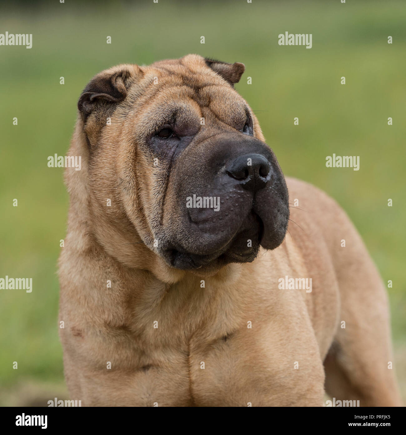 sharpei Banque D'Images
