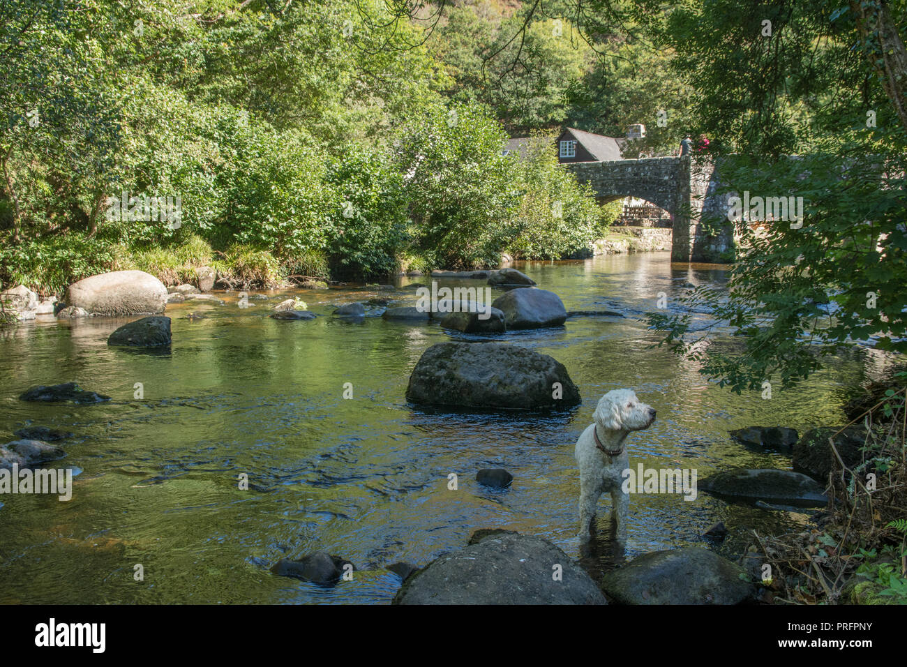 White Dog paddling dans la rivière Teign à Fingle bridge dans le Dartmoor Banque D'Images