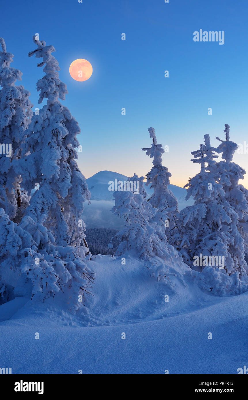 Crépuscule dans la forêt de montagne. Paysage d'hiver avec la pleine lune Banque D'Images