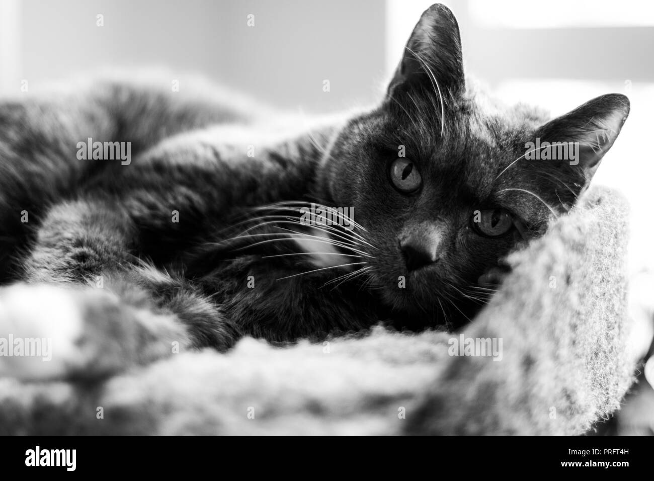 Le chat gris Banque D'Images