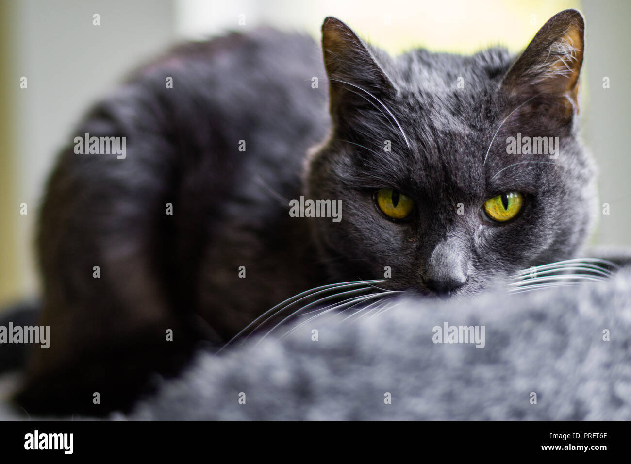 Le chat gris Banque D'Images