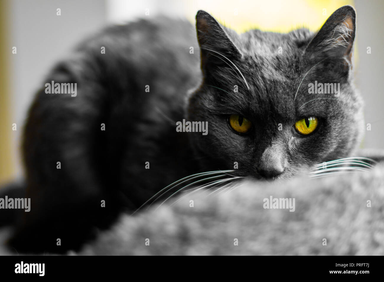 Le chat gris Banque D'Images