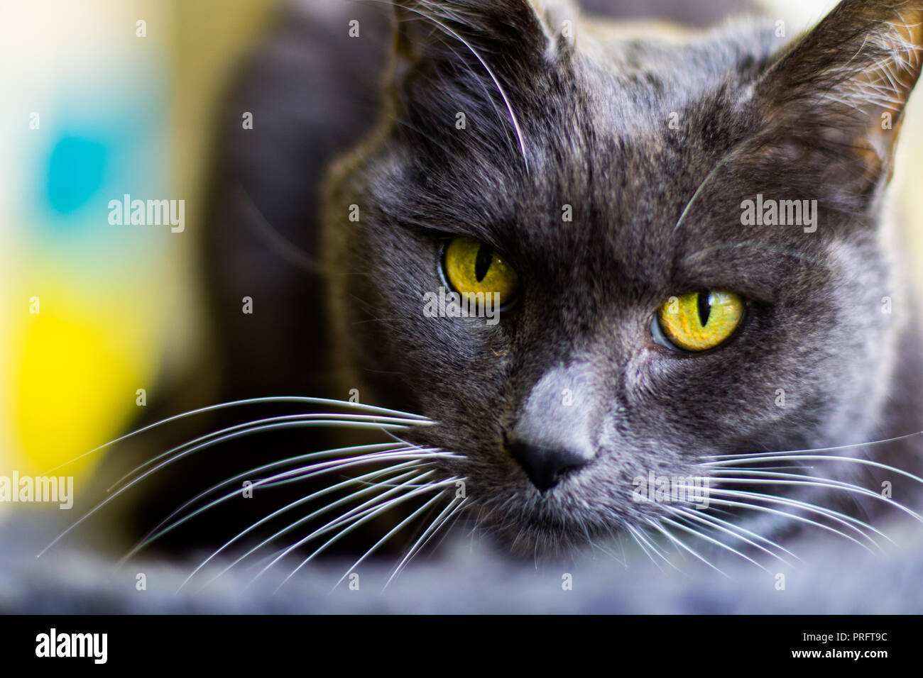 Le chat gris Banque D'Images