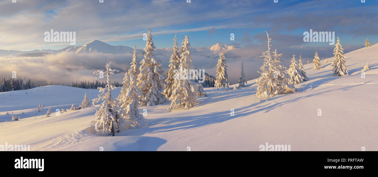 Paysage de Noël. Panorama d'hiver avec la neige a couvert de sapins. Matin ensoleillé dans les montagnes. Carpates, l'Ukraine, l'Europe Banque D'Images