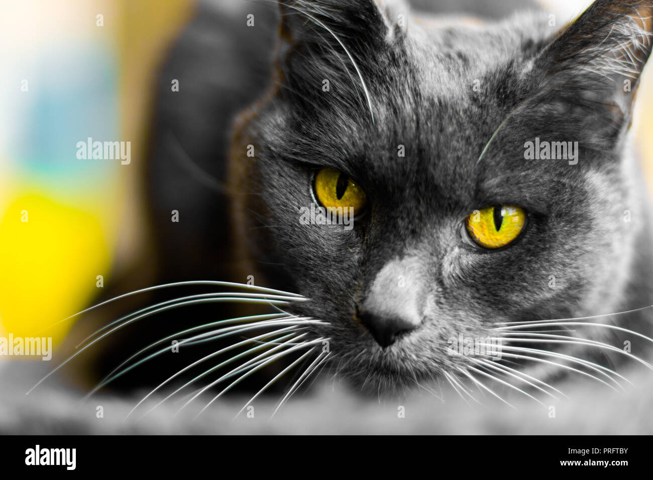 Le chat gris Banque D'Images
