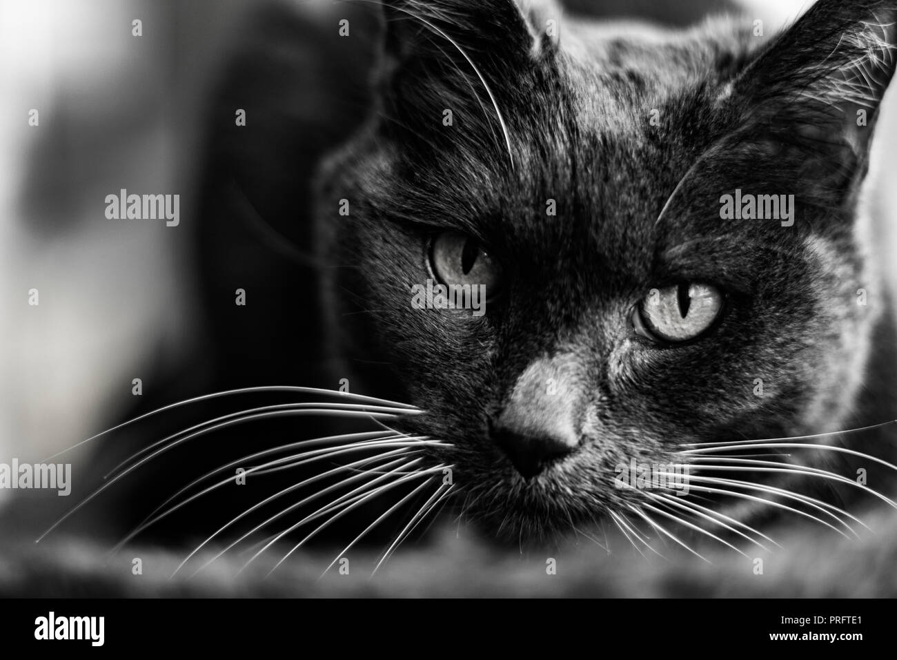 Le chat gris Banque D'Images