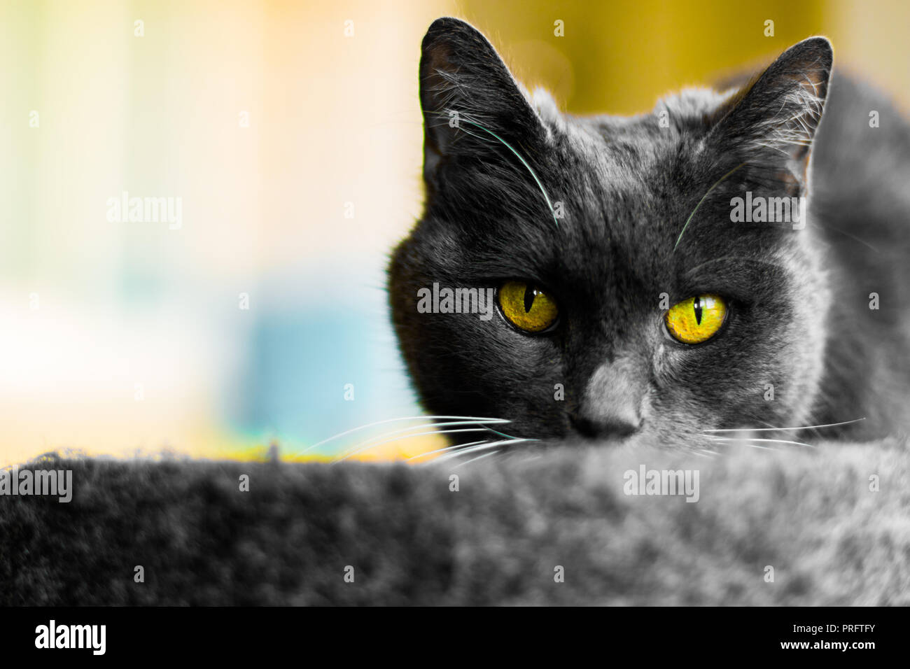 Le chat gris Banque D'Images