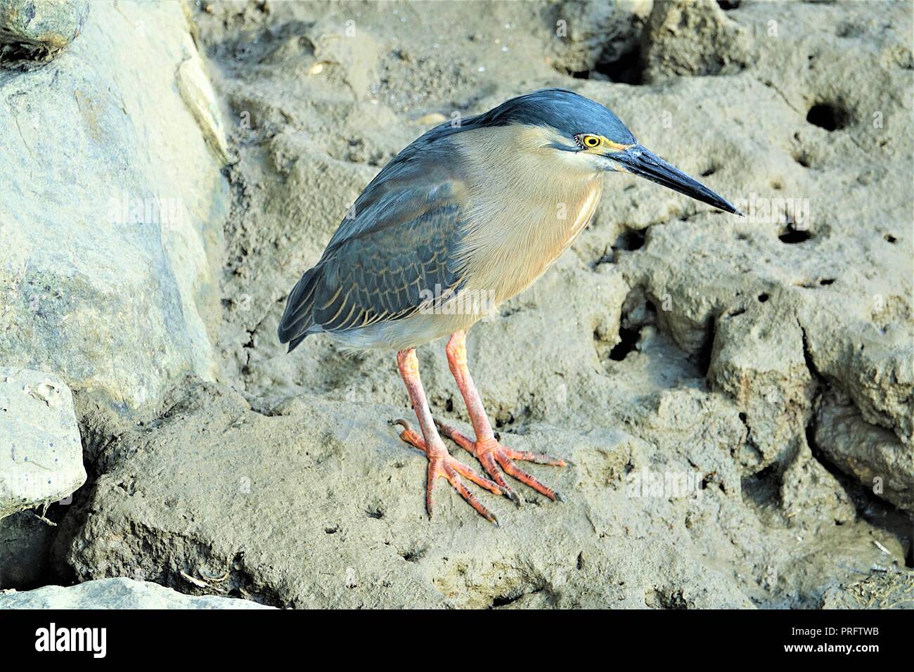 Héron strié Butorides striatus, Dickson, près de Port Douglas, Queensland, Australie Banque D'Images