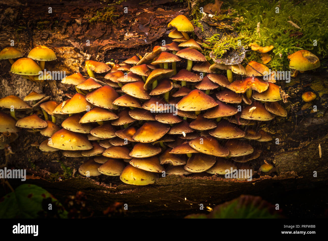 Hypholoma fasciculare, communément connue sous le nom de touffe de soufre, le soufre tuft ou woodlover en cluster Banque D'Images