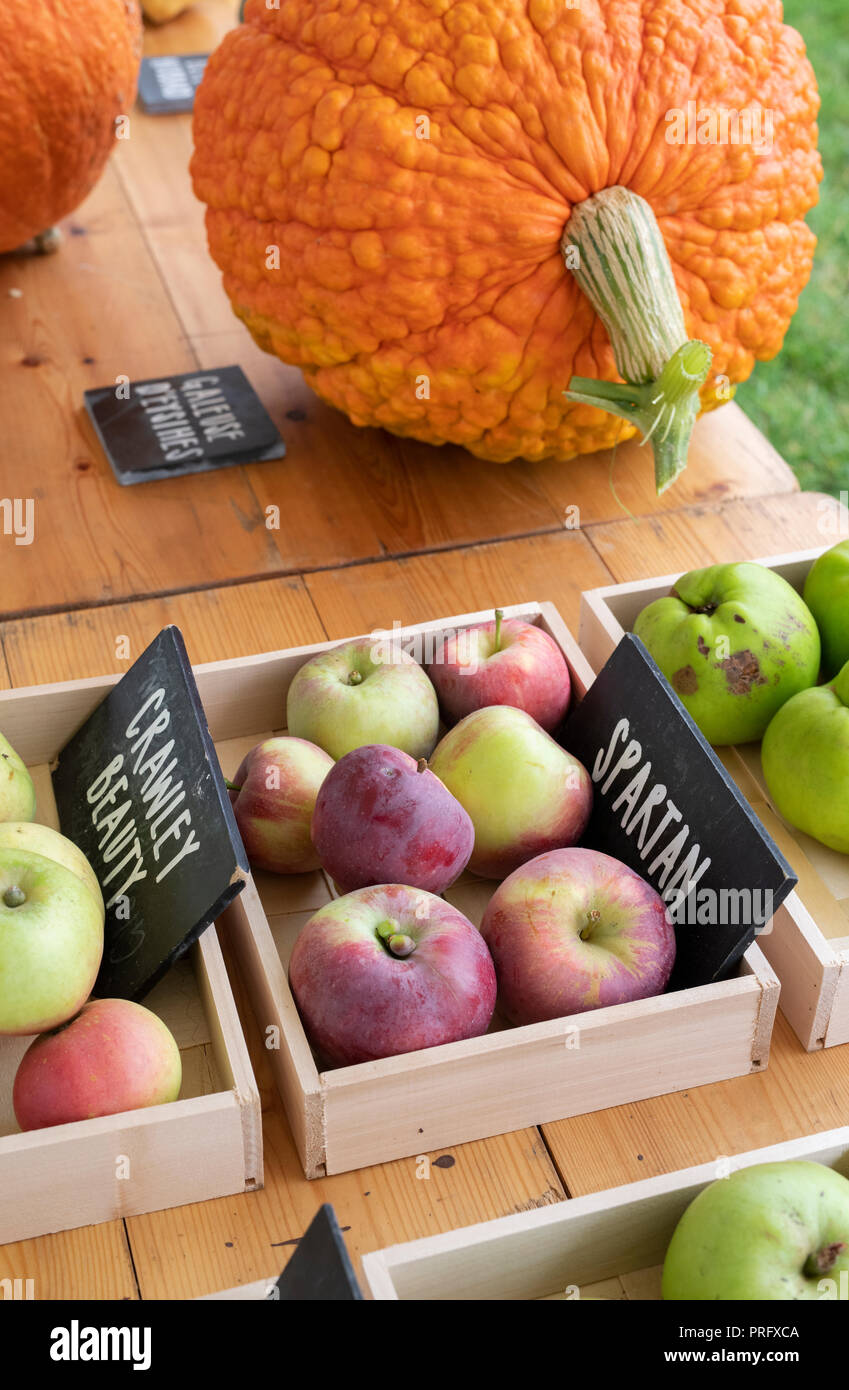 Variété de pomme automne affichage à Daylesford Organic farm shop festival d'automne. Daylesford, Cotswolds, Gloucestershire, Angleterre Banque D'Images