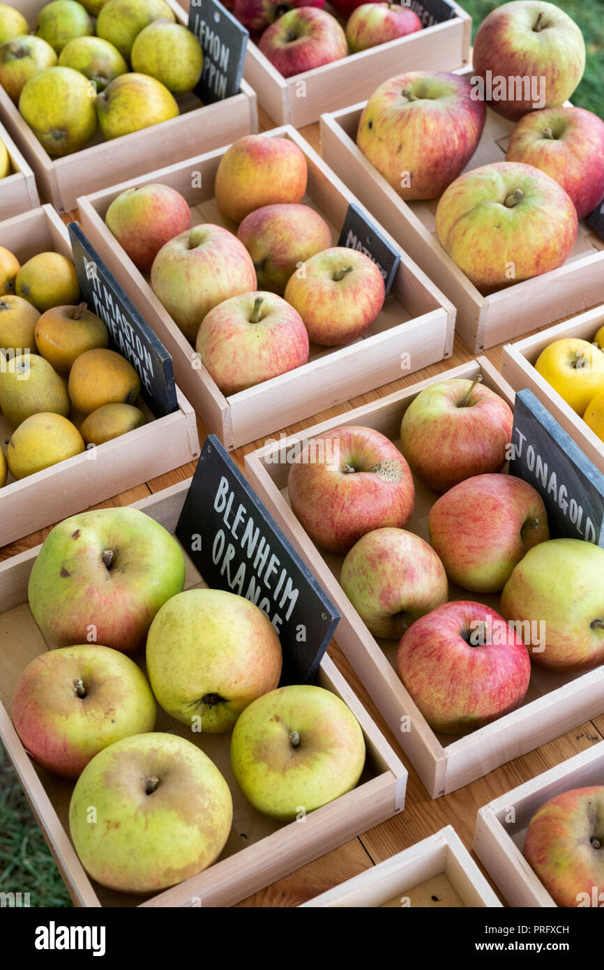 Variété de pomme automne affichage à Daylesford Organic farm shop festival d'automne. Daylesford, Cotswolds, Gloucestershire, Angleterre Banque D'Images