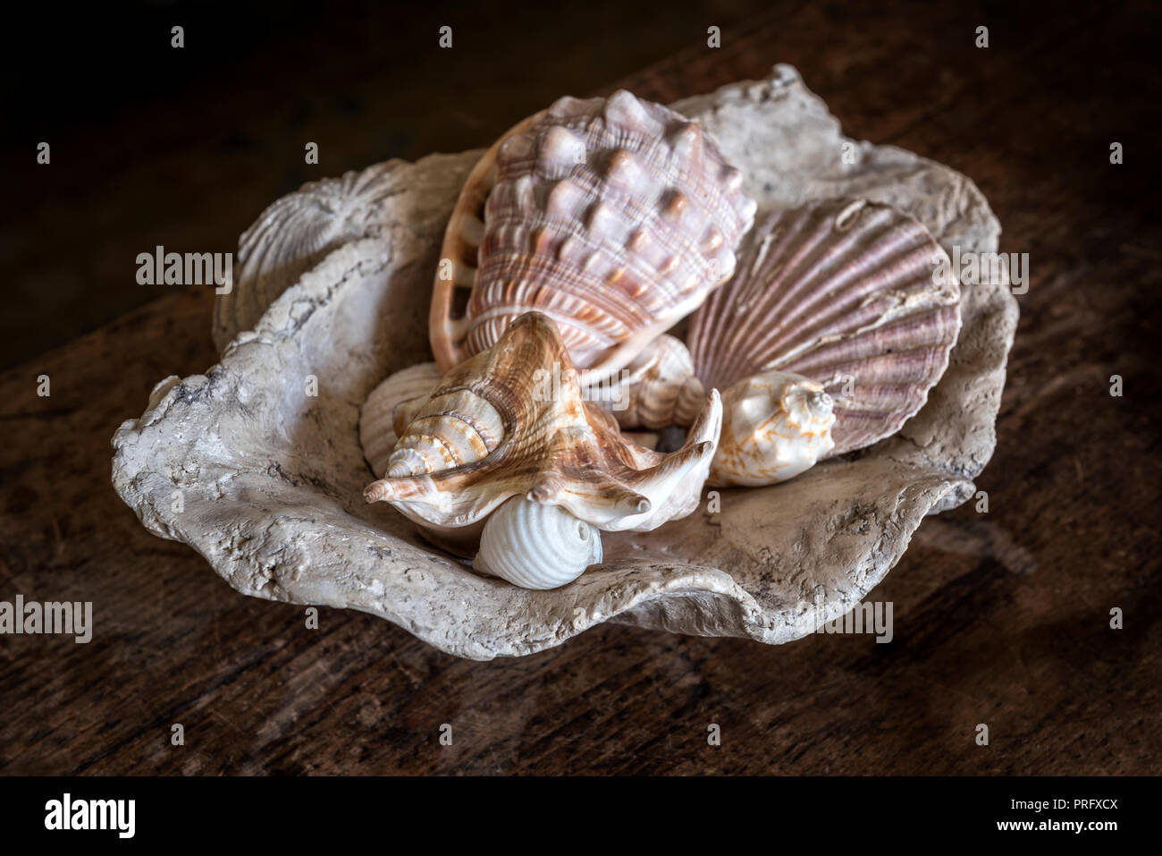 Les coquillages dans le Devon cottage Banque D'Images