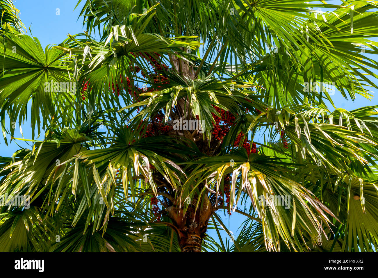 Palm tree plant ( Borassus ou palm Palmyre ) dans un ciel bleu Banque D'Images