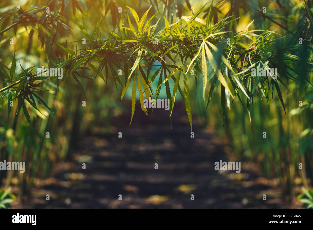 Chanvre bio à plantation, conceptual image Banque D'Images Chanvre bio à plantation, conceptual image Banque D'Images