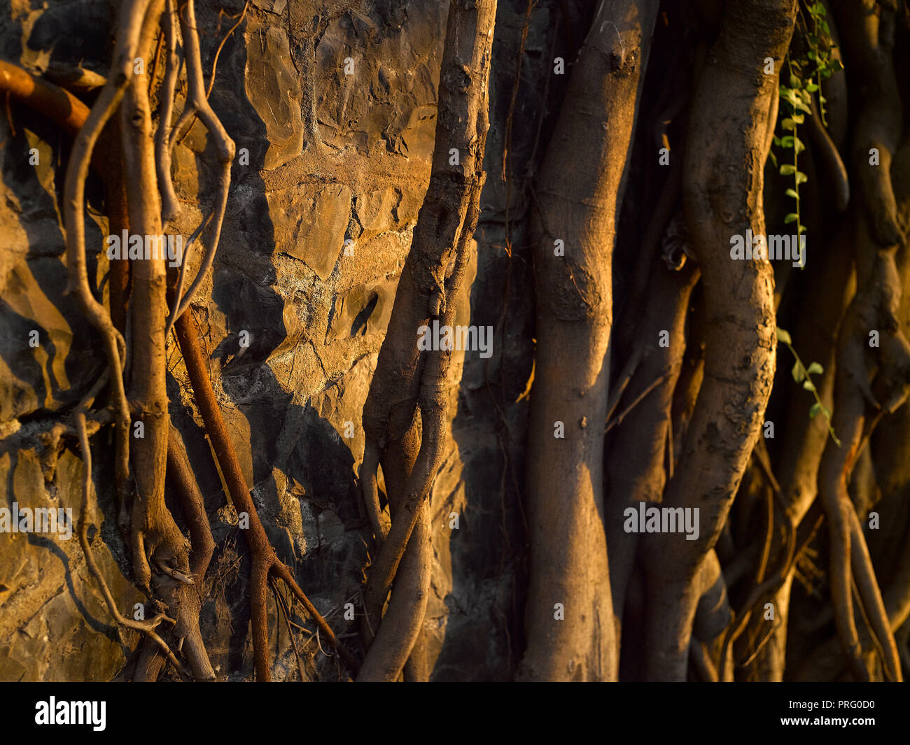 Racines d'un arbre de Neem, MUMBAI, INDE, ASIE Banque D'Images
