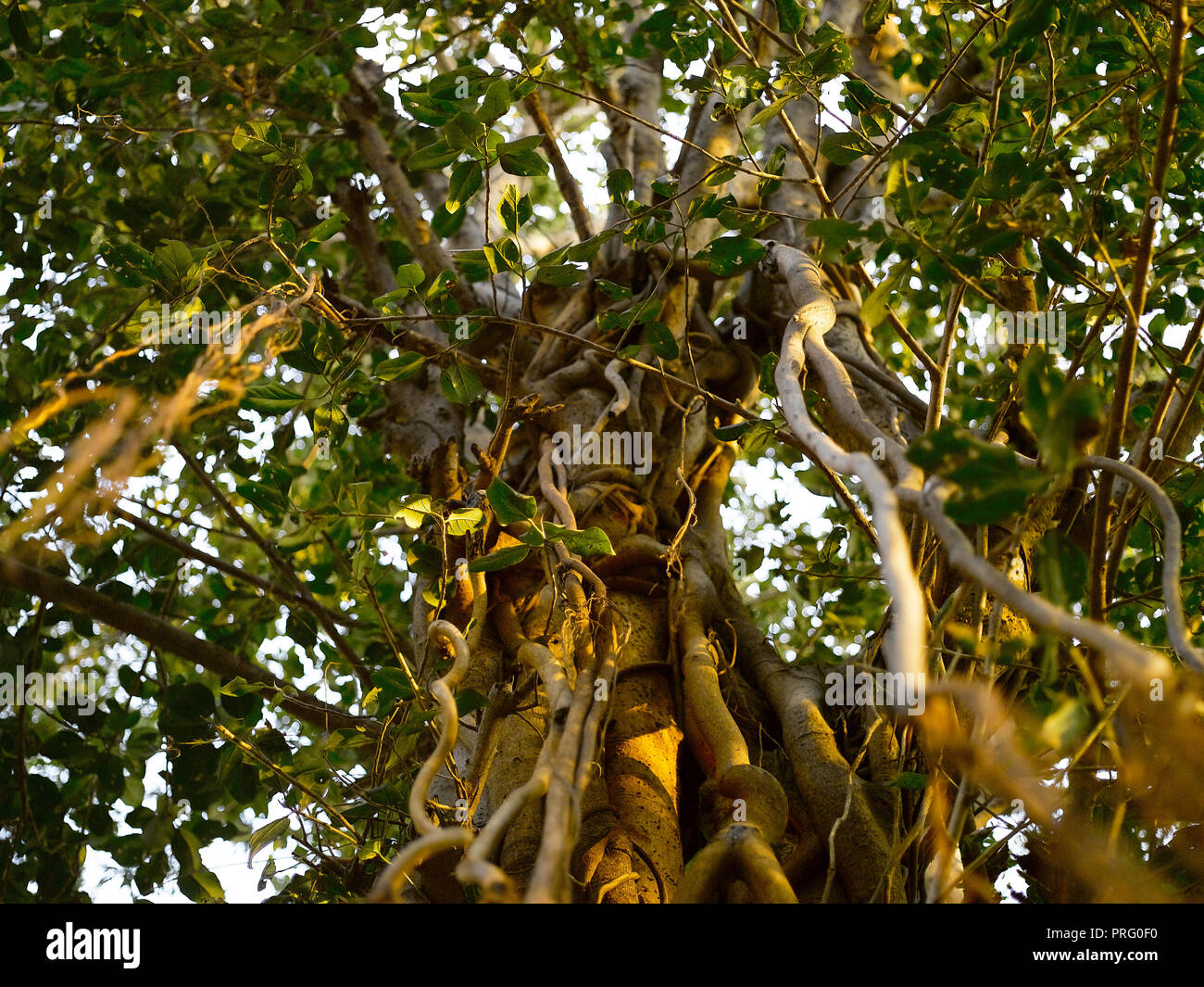 Racines d'un arbre de Neem, MUMBAI, INDE, ASIE Banque D'Images