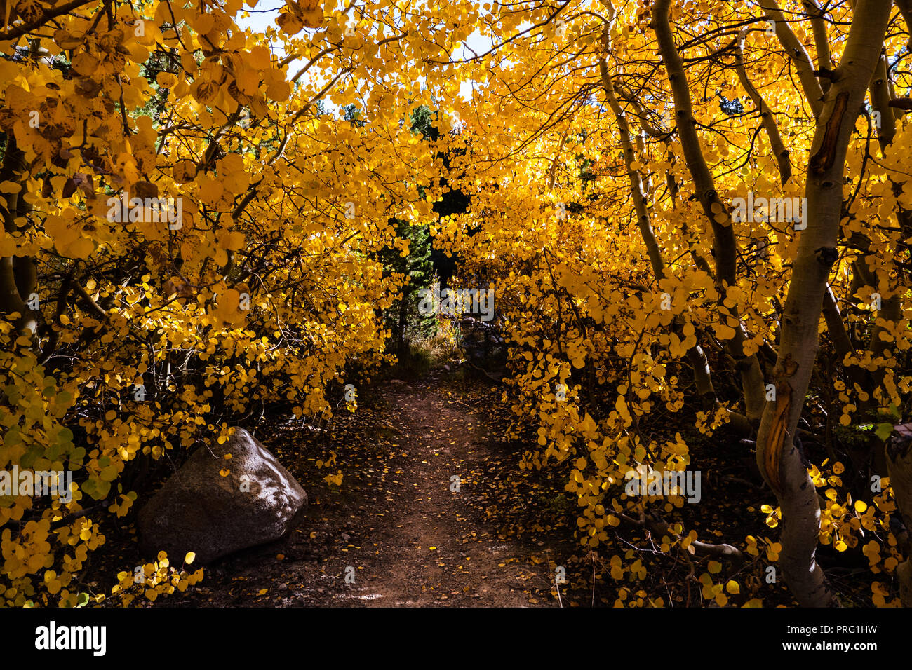 La couleur de l'automne, l'Évêque Creek Canyon, Californie Banque D'Images