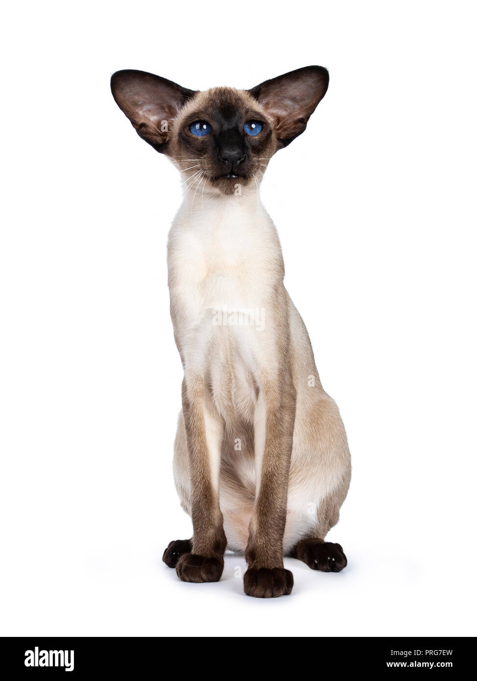 Excellent seal point Siamese Cat kitten assis face à la caméra à avec des yeux d'un bleu profond, isolé sur fond blanc Banque D'Images