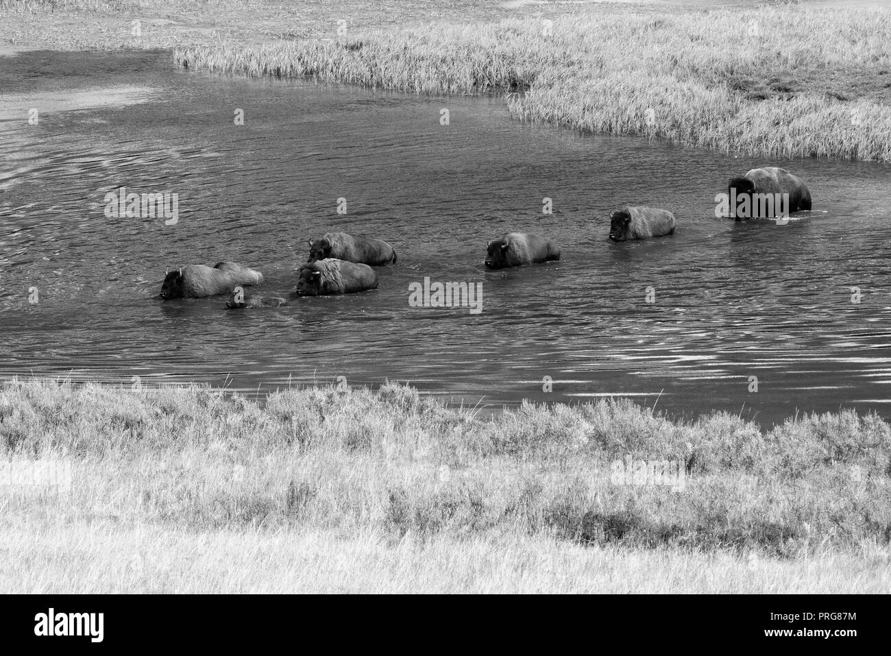 Traversée de la rivière Yellowstone Bison à Hayden Valley dans le Parc National de Yellowstone. Banque D'Images Traversée de la rivière Yellowstone Bison à Hayden Valley dans le Parc National de Yellowstone. Banque D'Images