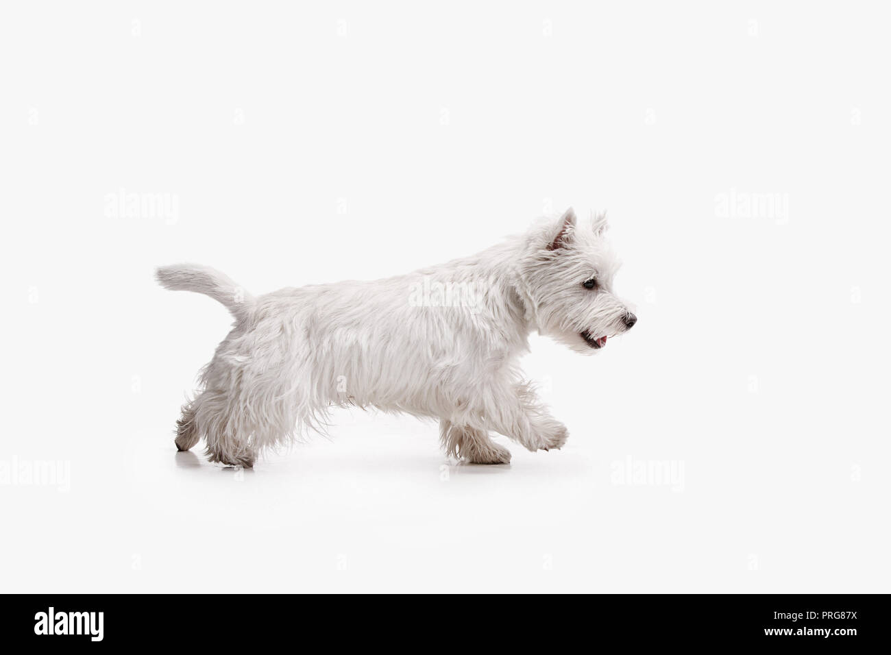 Le West Highland Terrier dog in front of white background studio Banque D'Images