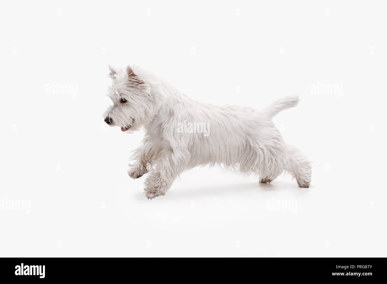 Le West Highland Terrier dog in front of white background studio Banque D'Images
