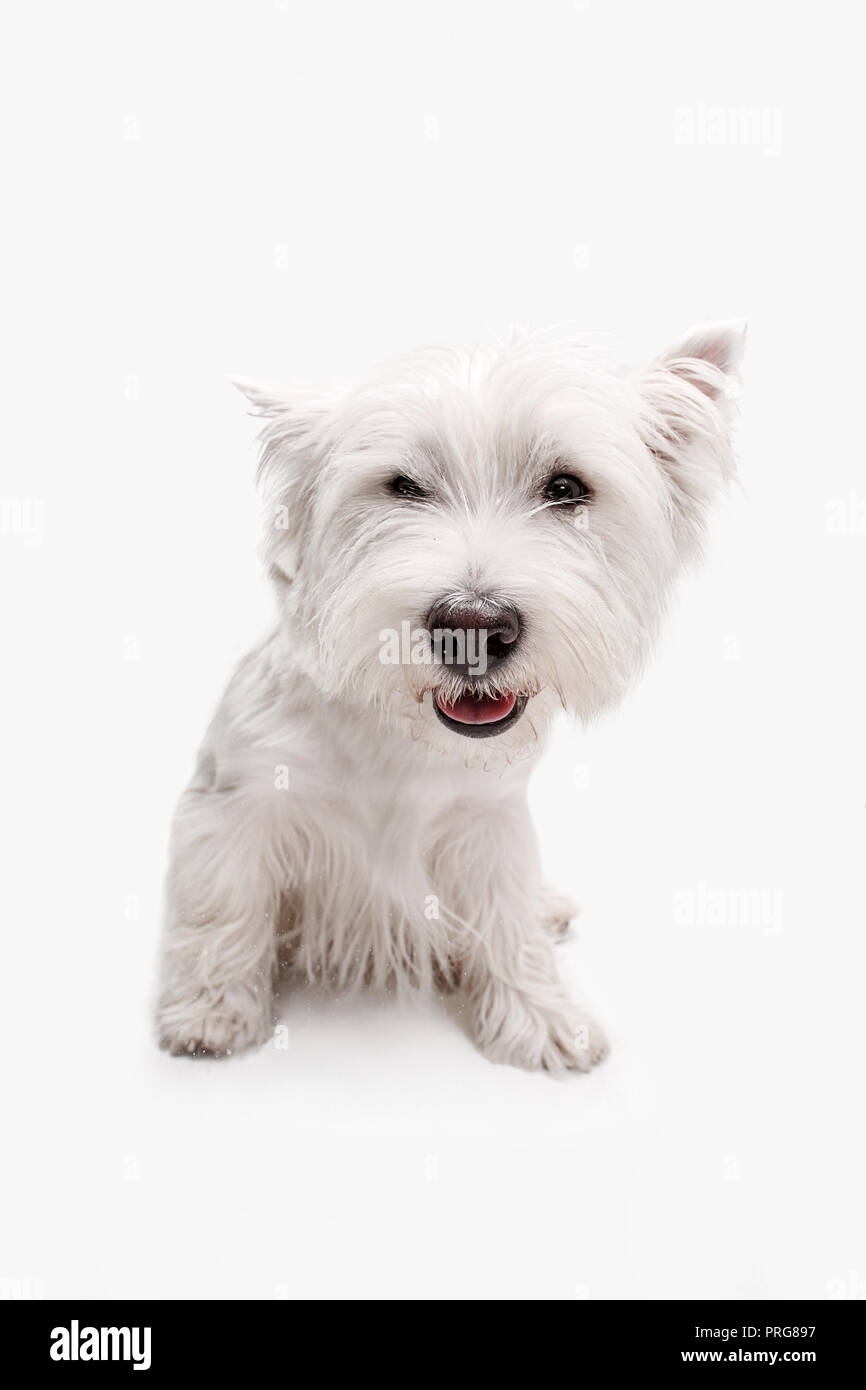 Le West Highland Terrier dog in front of white background studio Banque D'Images
