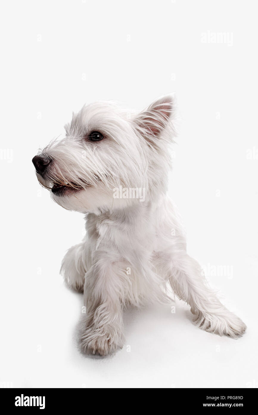 Le West Highland Terrier dog in front of white background studio Banque D'Images