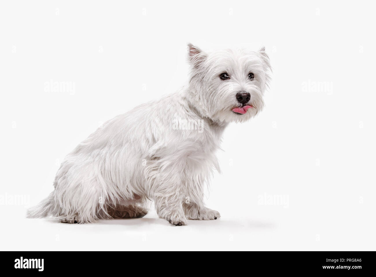 Le West Highland Terrier dog in front of white background studio Banque D'Images