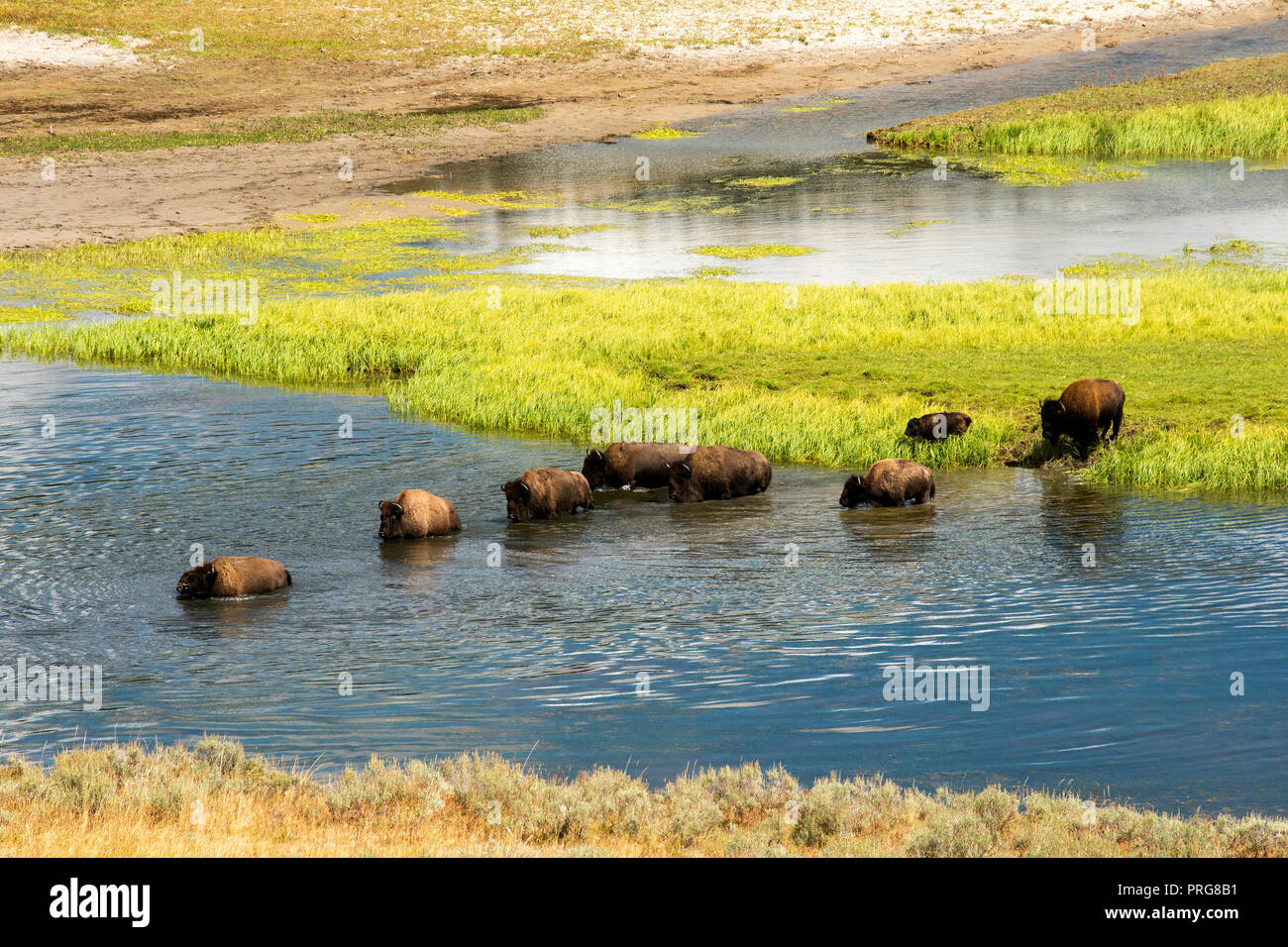 Traversée de la rivière Yellowstone Bison à Hayden Valley dans le Parc National de Yellowstone. Banque D'Images