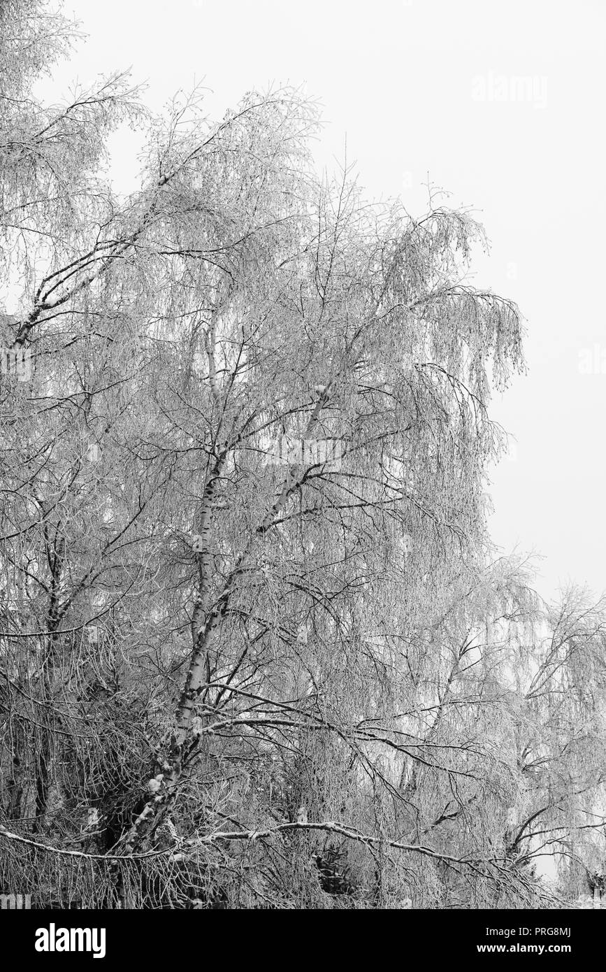 Les branches d'arbres sous la neige, hiver paysage forestier, monochrome Banque D'Images