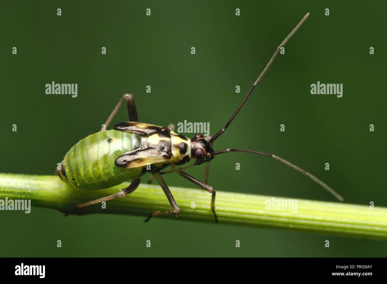 Grypocoris stysi rampant le long de la nymphe tige de la plante. Tipperary, Irlande Banque D'Images