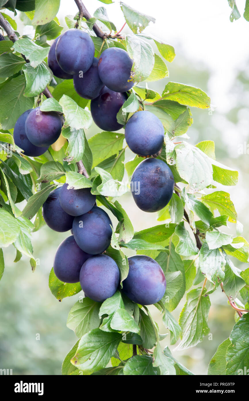 Grappes de mûres prunes commun suspendu à deux brindilles d'un prunier Banque D'Images