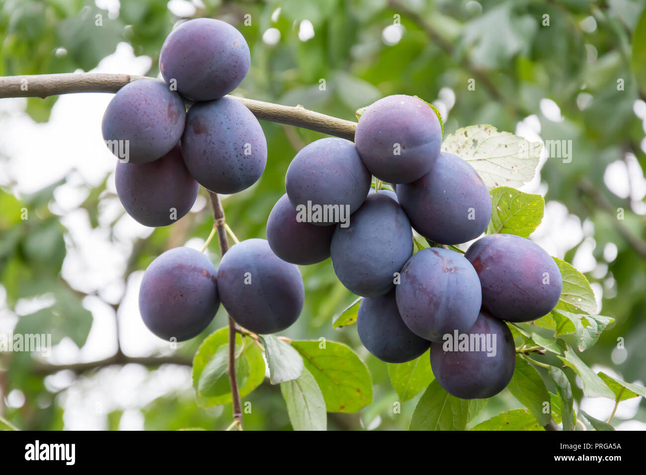 Bouquet de mûres prunes commun accroché sur une branche d'un prunier Banque D'Images