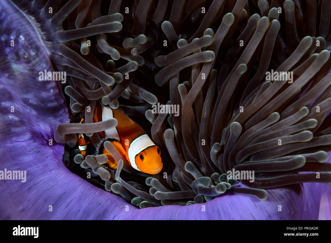 Amphiprion ocellaris Koh Haa - Thaïlande Nikon D800 Nikkor 105VR S&S Inon MDX-D800 D200WN Inon Z240 1/160 , f/22 , ISO 200 Banque D'Images