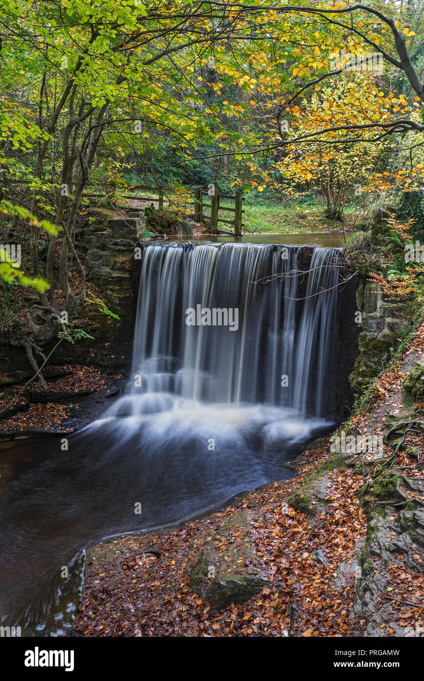 Weir sur la rivière Clywedog dans le Plas Power Bois sur la piste de Clywedog en automne près de Wrexham North Wales UK Novembre 4479 Banque D'Images