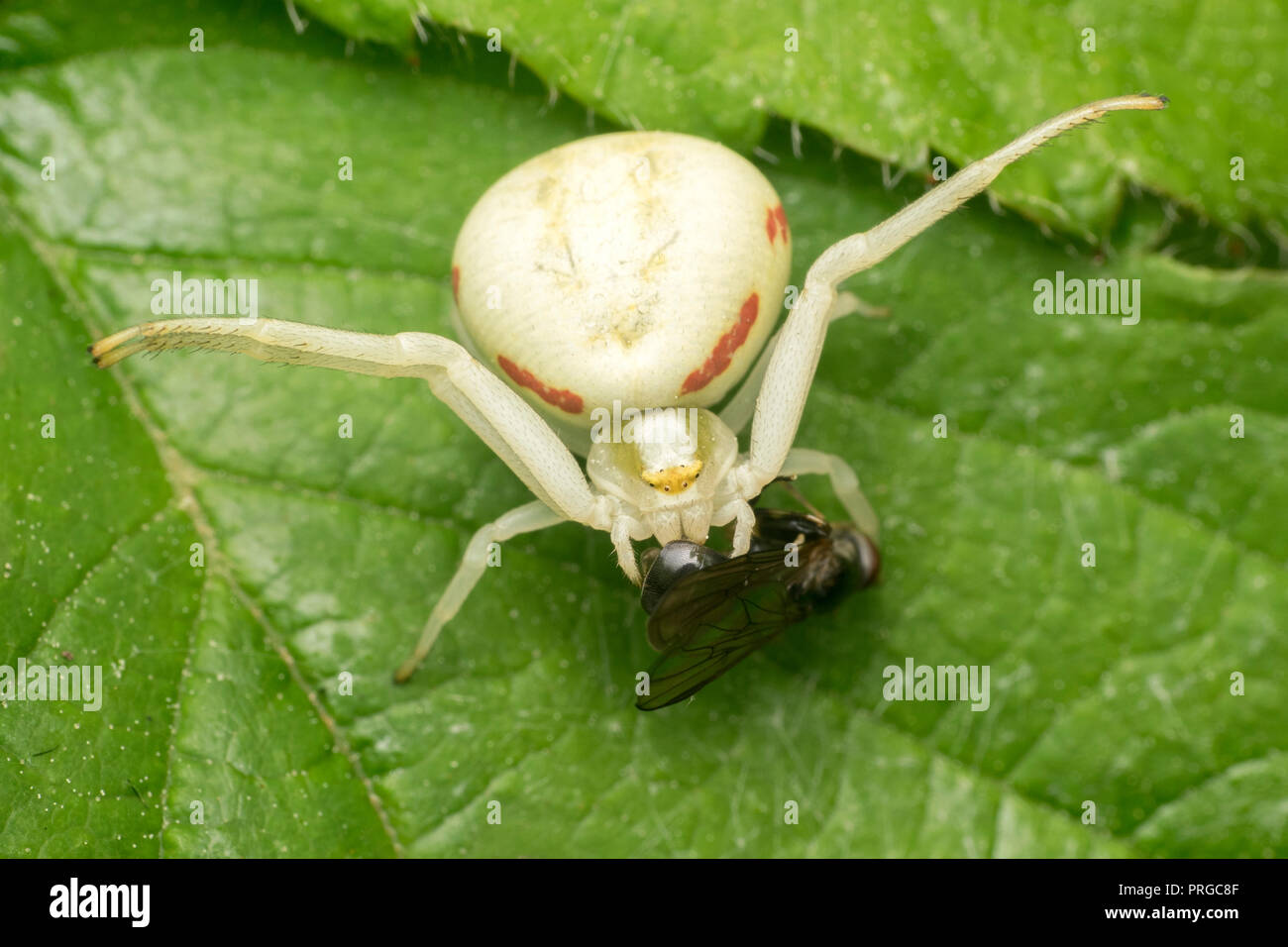 Araignée crabe (Misumena vatia) avec mouche proie. Tipperary, Irlande Banque D'Images