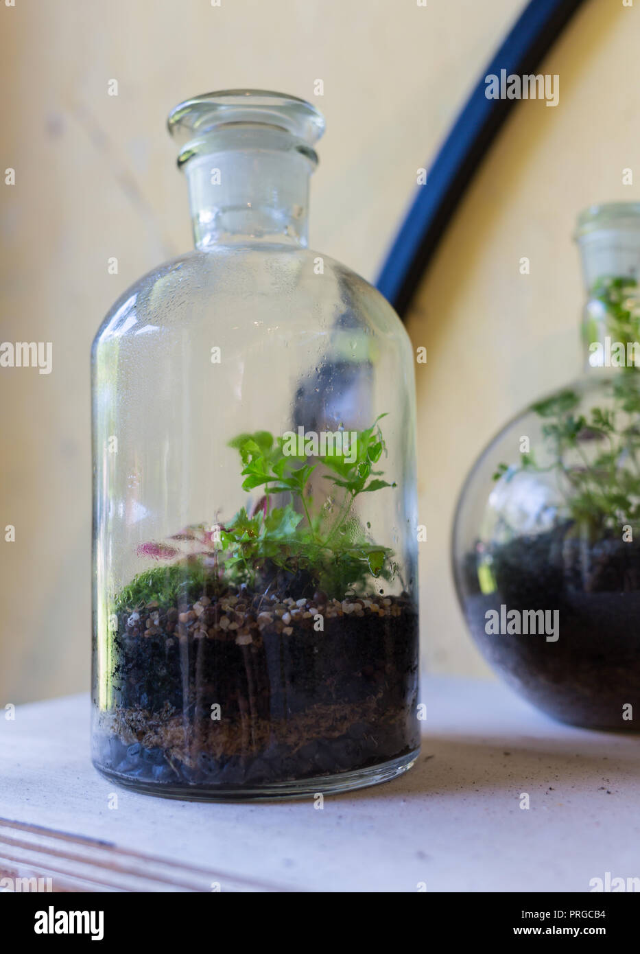 Les plantes poussent dans les pots en verre, un problème de l'écologie Banque D'Images