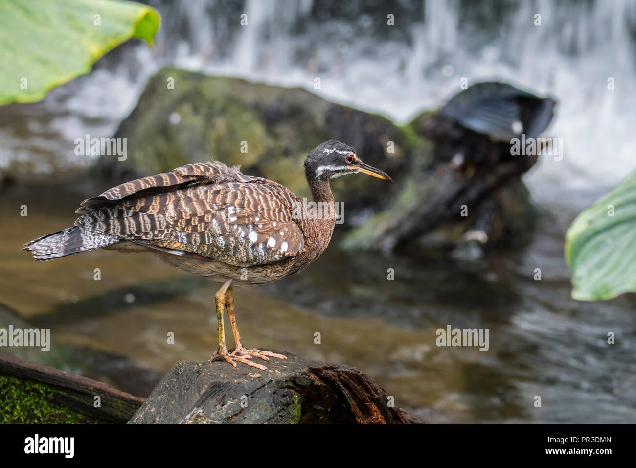 Sunbittern (Eurypyga helias) le long de la quête d'eau, originaire de régions tropicales des Amériques Banque D'Images